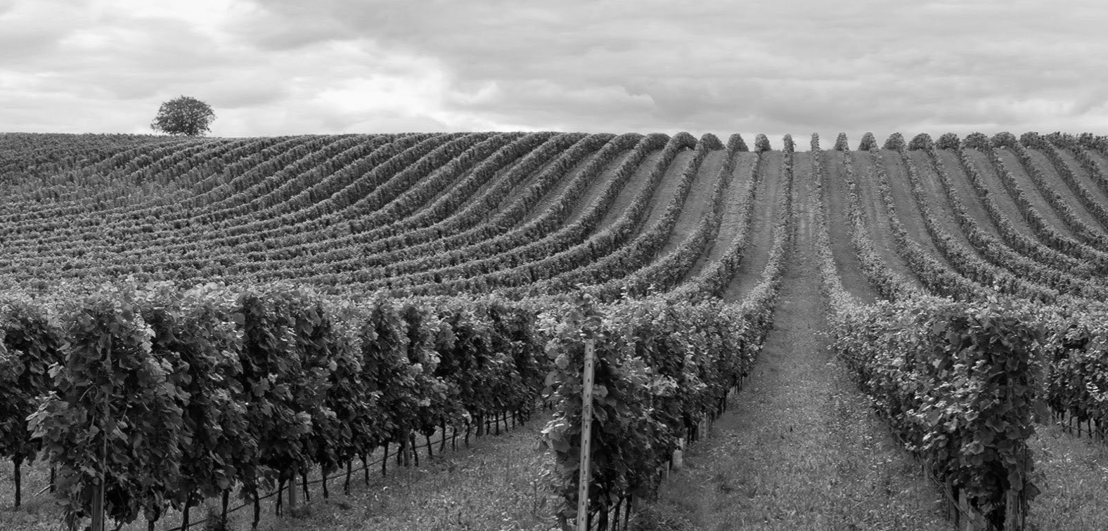 葡萄酒包裝設(shè)計(jì)簡(jiǎn)約符號(hào)行成陳列優(yōu)勢(shì)(圖5)