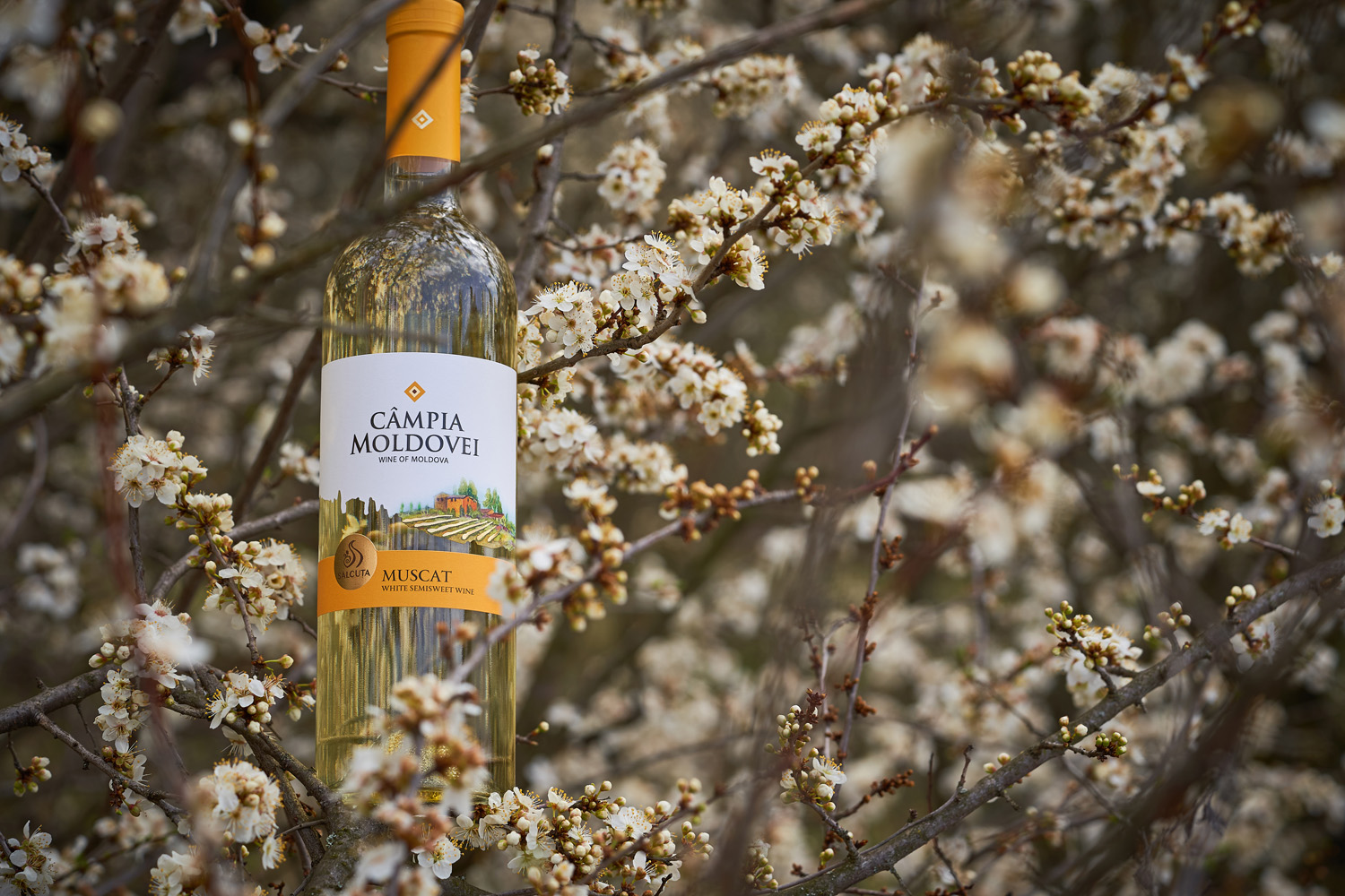 蘭州酒包裝設(shè)計公司(圖4)