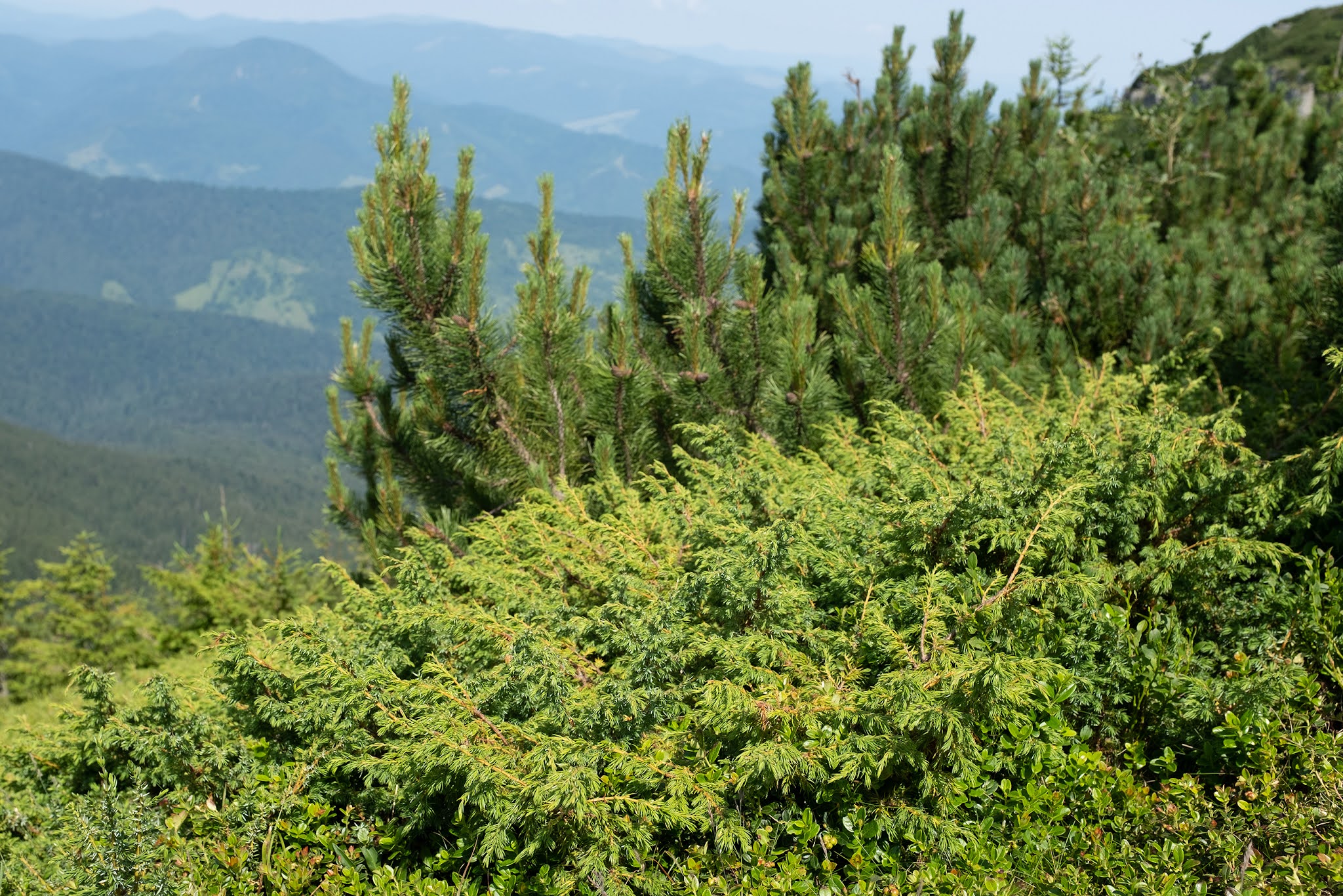 山脈樹的年輪概念的酒包裝設計(圖11)