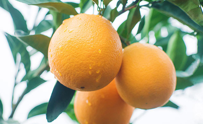 楊氏果業(yè) 楊氏果業(yè)品牌logo與食品包裝設(shè)計(jì)欣賞(圖3)