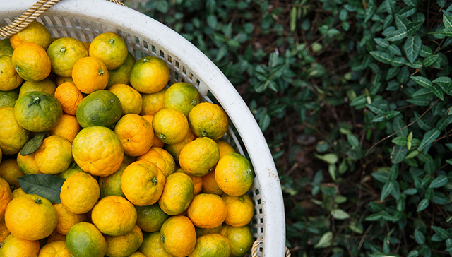 忘不了食品包裝設(shè)計(jì)欣賞(圖4)
