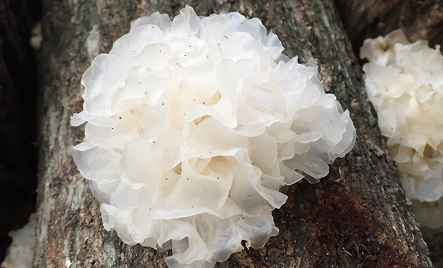 川珍食品包裝設(shè)計(jì)欣賞(圖3)