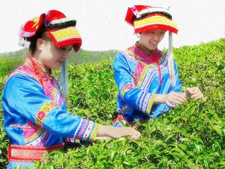 都勻毛尖食品包裝設(shè)計(jì)欣賞(圖3)